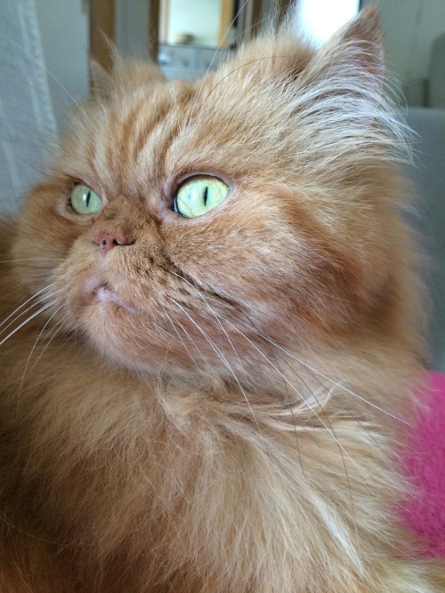 boschintegral: mel-cat: My princess Mel. She is my everything @mostlycatsmostly