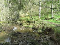 ttotheaffy:  Foresty pictures I took during Dexter’s walk yesterday.