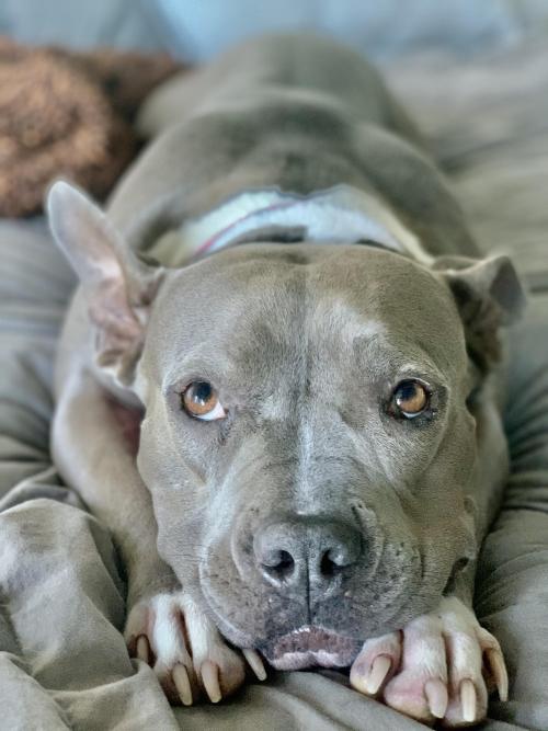 pitbullsoverload:BRB, gonna snuggle with Tula for the rest of the year