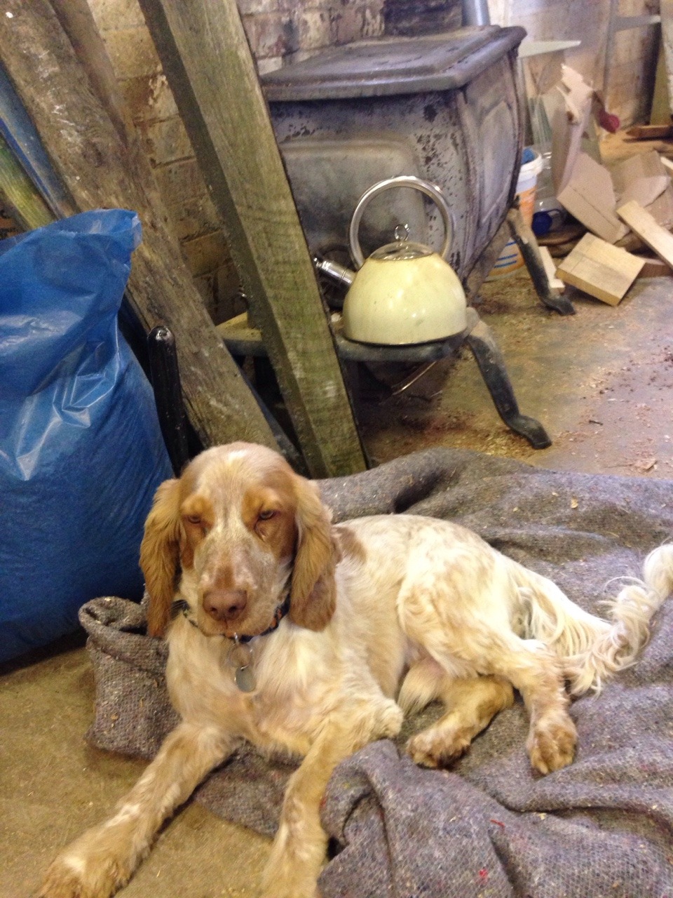 <p>At least someone taking it easy in the workshop today</p>