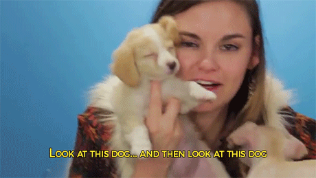 sizvideos:  Watch drunk people getting surprised by puppies 