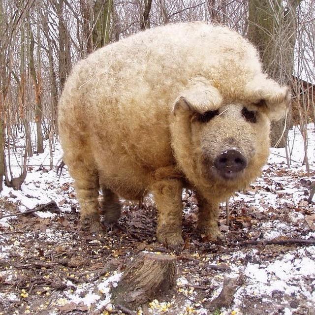 sixpenceee:  Mangalitsa is a natural breed of pigs from Europe that are descended