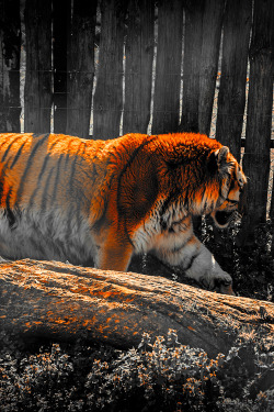 captvinvanity:  The Tiger | Photographer