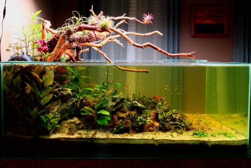 blackwaterbubbles:200 Gallon. Follow the source to see the aquarium owner!