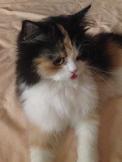 pixielifts:  pearlah:Babysitting my best friend’s kitty &amp; she forgot her tongue was sticking out.  Bleppity blep.  grilledcheese-samwich 18 of these cats???