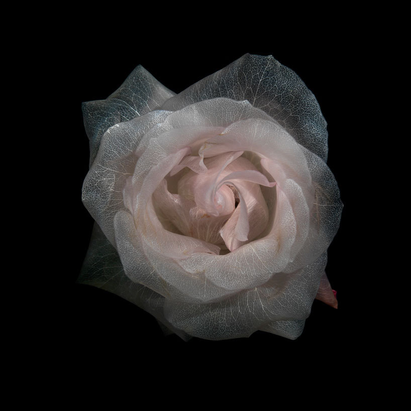 takingashortbreak:  Transparent roses (2012) - from the glass collection of london-based