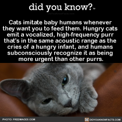 did-you-kno:  Cats imitate baby humans whenever  they want you to feed them. Hungry cats  emit a vocalized, high-frequency purr  that’s in the same acoustic range as the  cries of a hungry infant, and humans  subconsciously recognize it as being  more