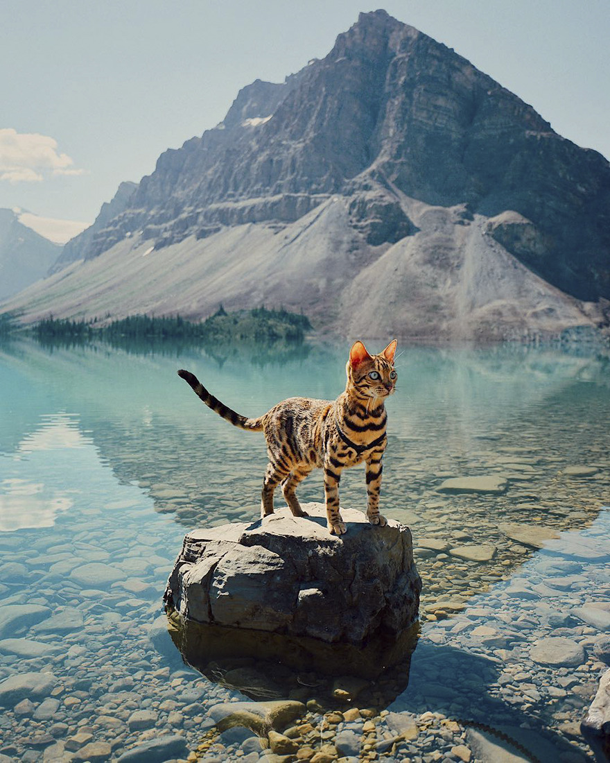 landscape-photo-graphy: Beautiful Bengal Cat Suki Adds Magic With Her Dazzling Sea