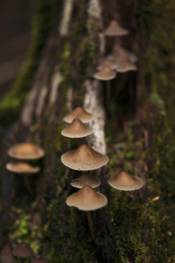 Forestzin: ☆☆A Lot Of Hats In Forest Http://500Px.com/Photo/8727978 