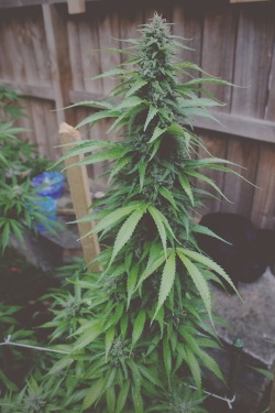 saepphire:  its-hazy-in-here:  I love growers   ❁