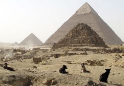 wazagh: Stray dogs rest in front of the Pyramids of Giza on the outskirts of Cairo. February 3, 2015.Photo: Shawn Pogatchnik