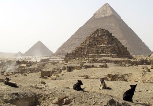 wazagh:Stray dogs rest in front of the Pyramids of Giza on the outskirts of Cairo. February 3, 2015.