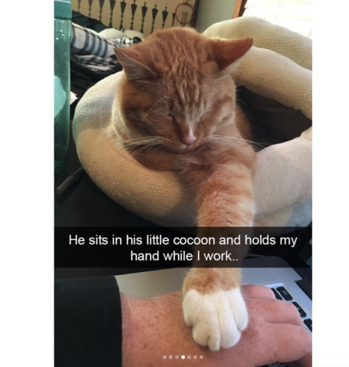 thefingerfuckingfemalefury:justcatposts:Cat snapsO.OHOW DOES OLIVER HAVE THUMBS