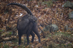 animal-photographies:  An Ibex… 