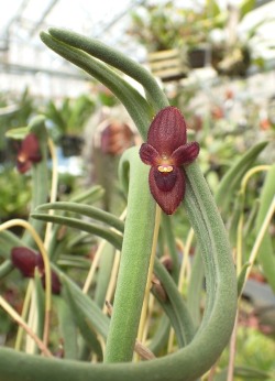 orchid-a-day: Pleurothallis dilemma Syn.: