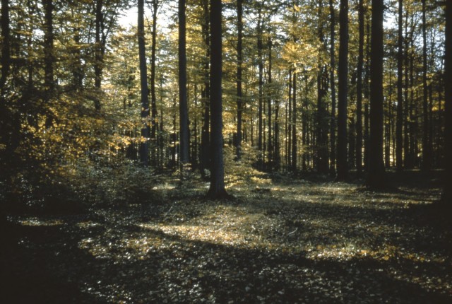 Color photograph containing trees in forest.