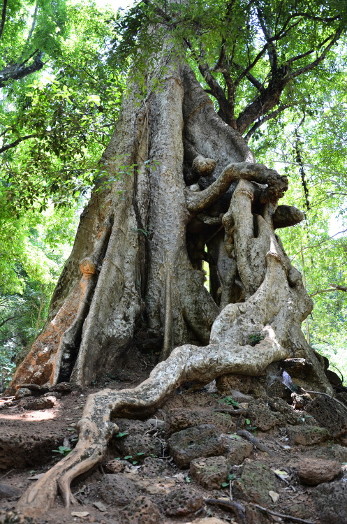 Baphuon - Siva’s Temple in Angkor, Cambodia