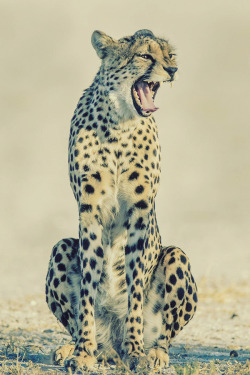 alecsgrg:  Cheetah yawn | ( by Jacana Maun ) 