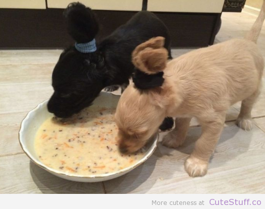 cute-overload:  These Puppies Don’t Mess Aroundhttp://cute-overload.tumblr.com