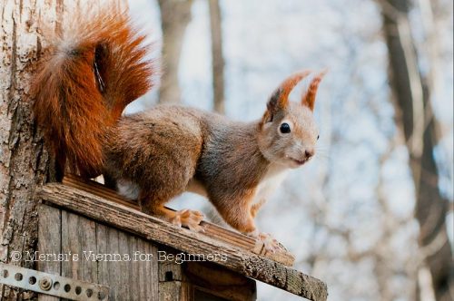 Vienna’s beautiful red squirrels.  
