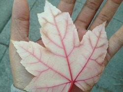 alunaes:  This leaf looked so much like actual