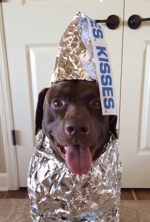 awwww-cute:  Chocolate Lab Kiss