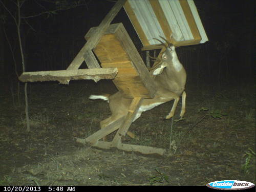 trailcams:“I figured hogs had knocked my rice brand feeder over but my cuddeback capture proved diff