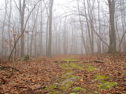 Easter morning up on the Kittatinny.