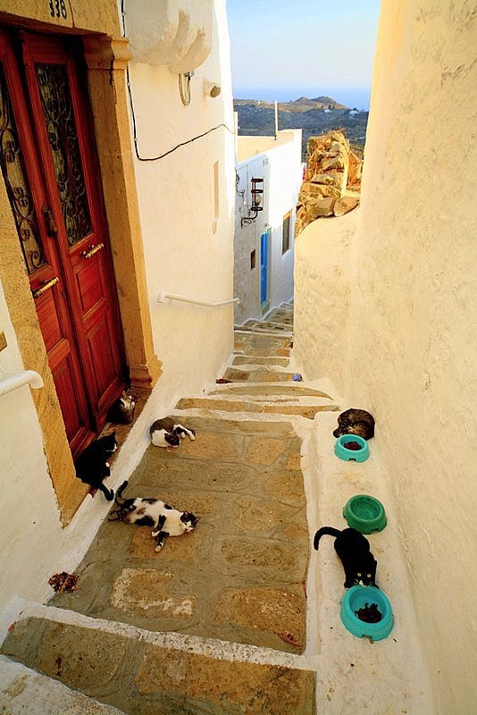 handa:  Cats of Patmos, a photo from Dodekanisos, South Aegean | TrekEarth