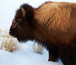 chillypepperhothothot:  American Bison by