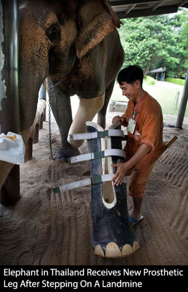 ebonydecay:  webofgoodnews:  Animals getting help from people.  This is beautiful. 