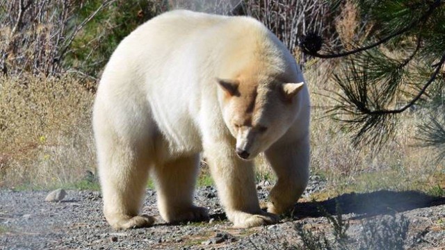 enby-life:I’m here to introduce you to grolar bearsThey’re a mix between polar bears and grizzly bearsIt’s a hybrid that’s occurred both in captivity and in nature, for some reasonThe best part about grolar bears however, is that they’re also