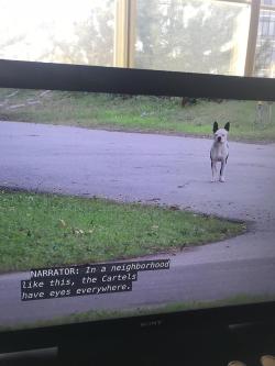 doggos-with-jobs:  This good boy was bread for a life of crime