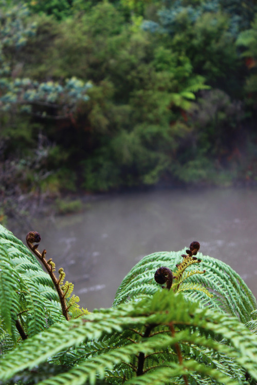 picturas-loquens: The geothermal landscape of Rotorua, New Zealand. It felt like travelling through 