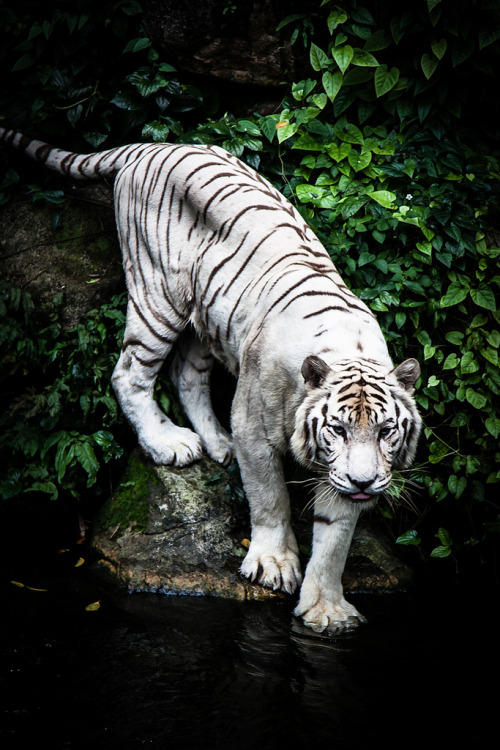 h4ilstorm:  White tiger (by sugarfreebabe) 
