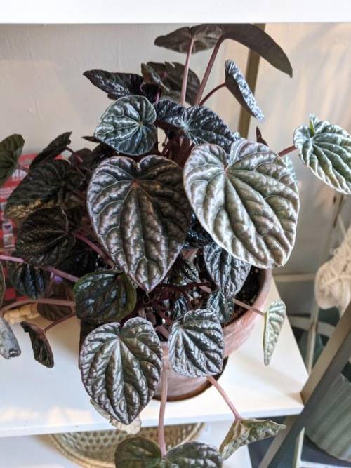 Peperomia caperata