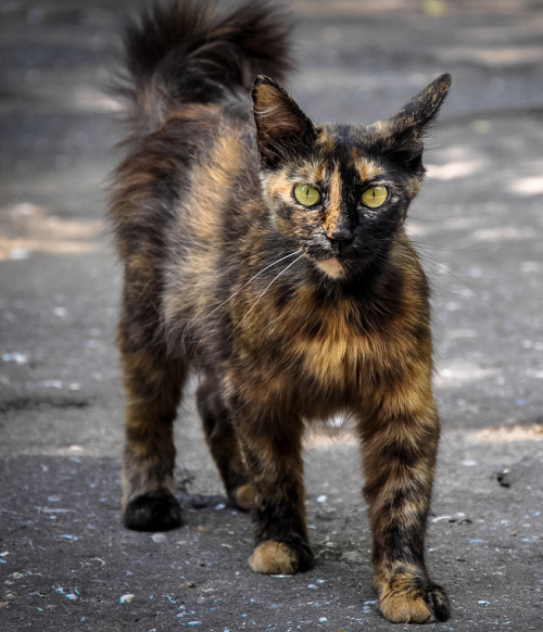 Street Cat - Odessa(via Dragonfly)