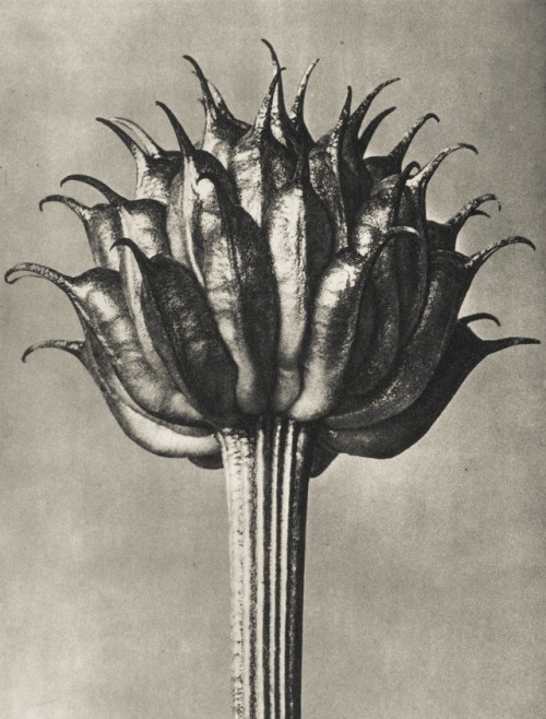 marcolikestowatch: Karl Blossfeldt