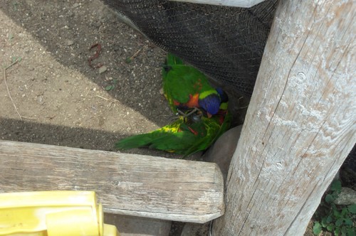   Went to the Long Beach Aquarium and saw a lot of awesome underwater creatures and met Lorikeets birds.    This dude kept peeking out from behind this small branch at us, almost shy but curious.    This dude (or dudette) kept flirty with us. He would