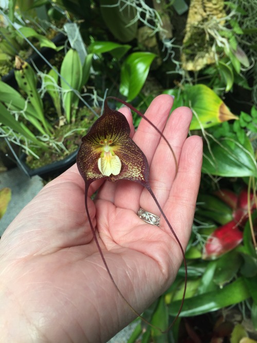 One of the many orchids in bloom at the nursery.