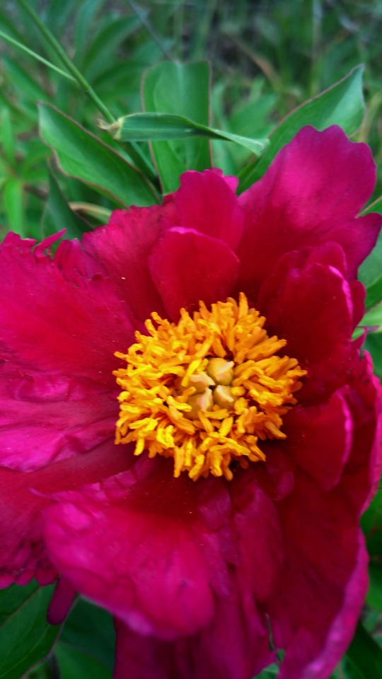 Peony Morning Lilac. " ".