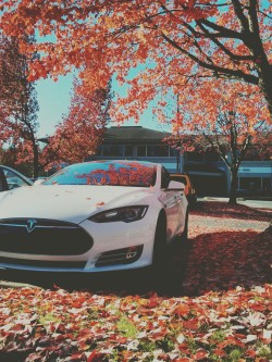 dhylife:  Tesla Model S x Autumn 