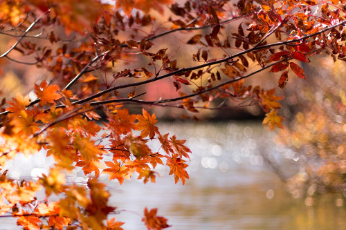 京都あたりの寺社で観る紅葉も良いけれど、自然ならではの紅葉もまた良い感じ。どちらかというと、私はこっちの方が好き。人も少ないし。 ← ココ重要。 location：鎌池（長野県小谷村）