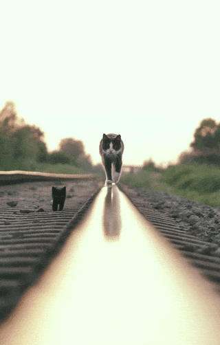 Bad Kitty