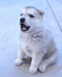 DW S2 in puppy gifs