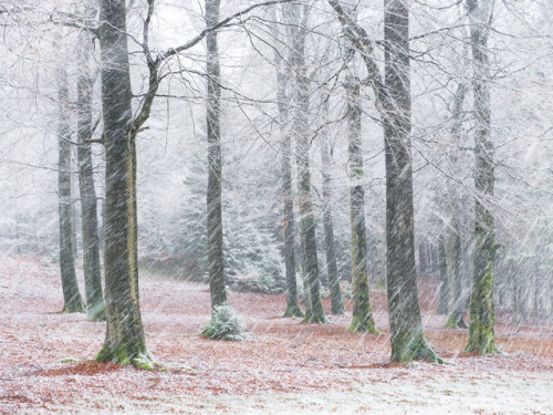 Schneefall by Felix WeschInstagram | Facebook | 500px | Twitter | Website