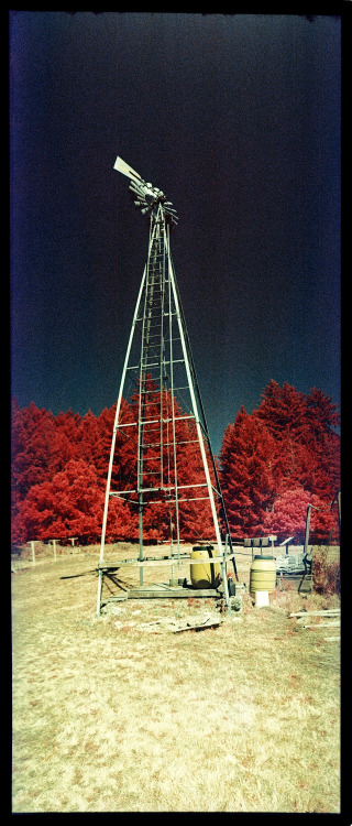 Hope Island, WA35mm Widelux // cross-processed Kodak color infrared film