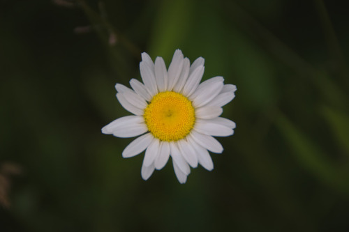 lizbford - Oxeye Daisy (Leucanthemum vulgare) @lizbford