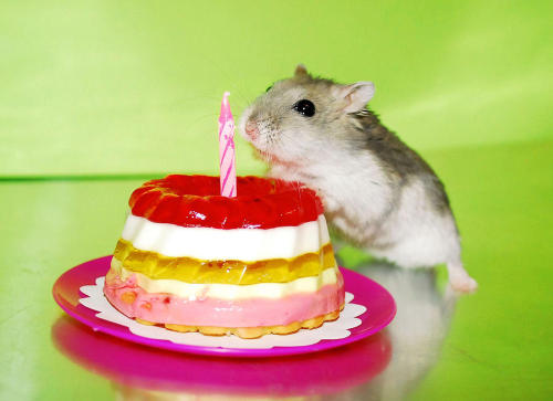 neukgol: cuteness-daily: So I decided to look up “happy birthday hamsters” and now I reg