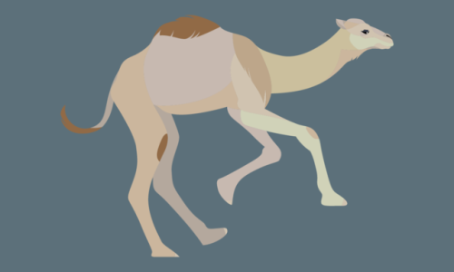 Camelus dromedarius - Dromedary